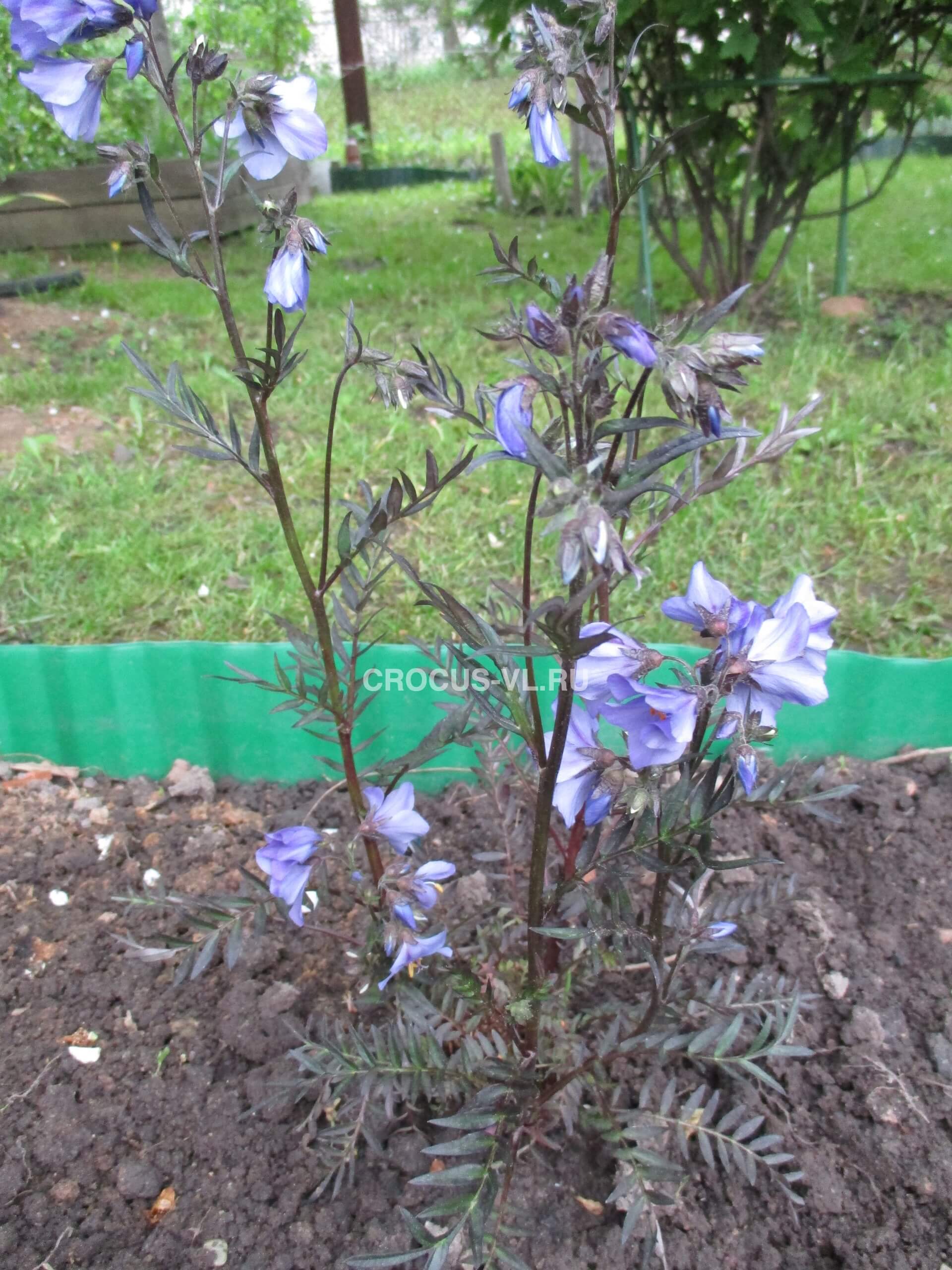 Синюха иезонская «Bressingham Purple» Синюха иезонская «Bressingham Purple»
